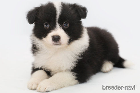 成約済の神奈川県のボーダーコリー-342033の3枚目